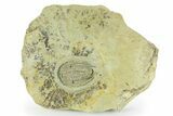 Early Cambrian Trilobite (Perrector) - Tazemmourt, Morocco #252089-1